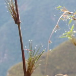 D1 - June 2, 2014 - Hiking Wayna Picchu (04)
