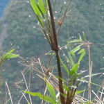 D1 - June 2, 2014 - Hiking Wayna Picchu (05)