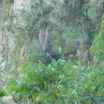 D1 - June 2, 2014 - Hiking Wayna Picchu (82)