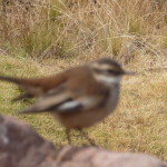 F4 - June 14, 2014 - Trip - Taquile Island (56)