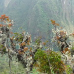 A2 - Nov 4, 2014 - Machu Picchu Day 2 (30)