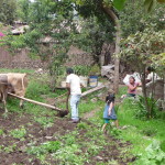 A8 - Jan 9, 2015 - Replanting The Garden (11)