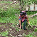 A8 - Jan 9, 2015 - Replanting The Garden (13)