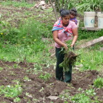 A8 - Jan 9, 2015 - Replanting The Garden (14)