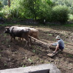 A8 - Jan 9, 2015 - Replanting The Garden (17)