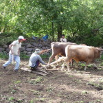 A8 - Jan 9, 2015 - Replanting The Garden (18)