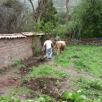 A8 - Jan 9, 2015 - Replanting The Garden (5)