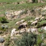 A9 - Feb 19, 2015 - Return To Titicaca Day 2 (10)