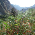 B3 - Apr 14-19, 2015 - Solo Colca Trek (35)