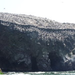 D1 - Apr 25, 2015 - Paracas Day One (38)