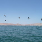 D1 - Apr 25, 2015 - Paracas Day One (53)