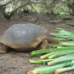 A16 - Highland Tour Isla Santa Cruz - June 10, 2015 (44)