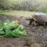 A16 - Highland Tour Isla Santa Cruz - June 10, 2015 (45)