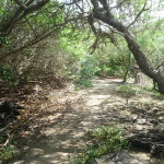 A4 - Isla Isabela - May 30, 2015 (42)