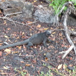 A4 - Isla Isabela - May 30, 2015 (86)