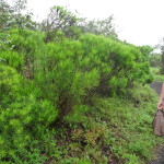 A6 - Volcan Sierra Negra, Isla Isabela - Jun 01, 2015 (11)