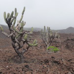 A6 - Volcan Sierra Negra, Isla Isabela - Jun 01, 2015 (33)