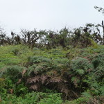 A6 - Volcan Sierra Negra, Isla Isabela - Jun 01, 2015 (87)