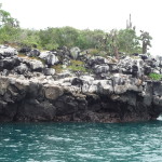 A8 - Bay Tour, Isla Santa Cruz - June 03, 2015 (03)