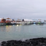 A9 - Exploring Puerto Ayora, Isla Santa Cruz - June 03, 2015 (28)