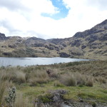 B3 - Cajas National Park - June 14, 2015 (103)