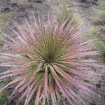 B3 - Cajas National Park - June 14, 2015 (104)