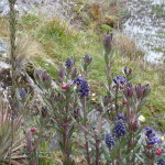 B3 - Cajas National Park - June 14, 2015 (106)