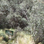 B3 - Cajas National Park - June 14, 2015 (123)