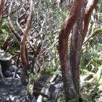 B3 - Cajas National Park - June 14, 2015 (125)