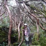 B3 - Cajas National Park - June 14, 2015 (133)