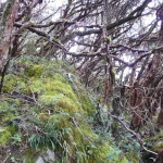 B3 - Cajas National Park - June 14, 2015 (136)