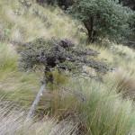 B3 - Cajas National Park - June 14, 2015 (137)