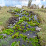 B3 - Cajas National Park - June 14, 2015 (138)