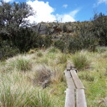 B3 - Cajas National Park - June 14, 2015 (142)