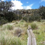 B3 - Cajas National Park - June 14, 2015 (142)