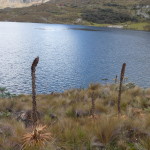 B3 - Cajas National Park - June 14, 2015 (144)