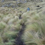 B3 - Cajas National Park - June 14, 2015 (149)