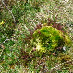 B3 - Cajas National Park - June 14, 2015 (152)