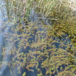 B3 - Cajas National Park - June 14, 2015 (21)