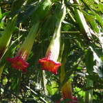 B3 - Cajas National Park - June 14, 2015 (23)