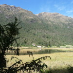 B3 - Cajas National Park - June 14, 2015 (32)