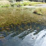 B3 - Cajas National Park - June 14, 2015 (36)