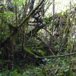 B3 - Cajas National Park - June 14, 2015 (42)