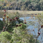 B3 - Cajas National Park - June 14, 2015 (47)