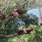 B3 - Cajas National Park - June 14, 2015 (48)