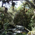 B3 - Cajas National Park - June 14, 2015 (59)