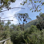 B3 - Cajas National Park - June 14, 2015 (60)