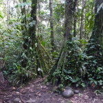 B2 - Banos Jungle Day Trip - June 27, 2015 (114)