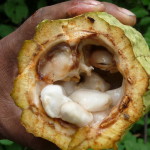D3 - Cacao Jungle Trip, Guatemala - Sept 10, 2015 (100)