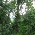 D3 - Cacao Jungle Trip, Guatemala - Sept 10, 2015 (109)